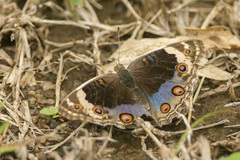 Junonia orithya