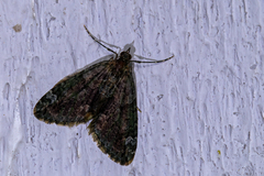 Chloroclysta siterata