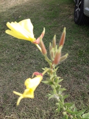 Oenothera glazioviana