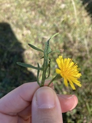 Scorzoneroides autumnalis