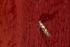 Argyresthia goedartella