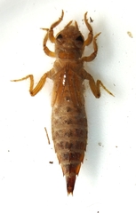 Gomphidae