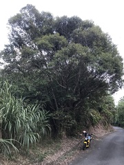 Castanopsis carlesii