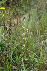 Silene tatarica