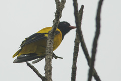 Oriolus xanthornus