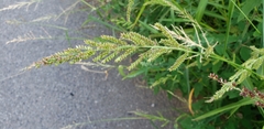 Echinochloa