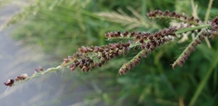 Echinochloa