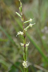 Silene tatarica