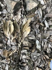 Castanopsis carlesii