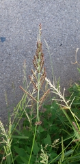Echinochloa