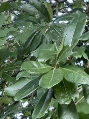 Quercus imbricaria