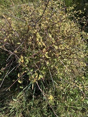 Prunus spinosa