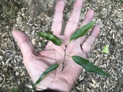 Castanopsis carlesii