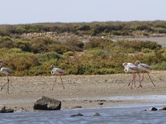 Phoenicopterus roseus