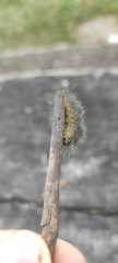 Acronicta leporina