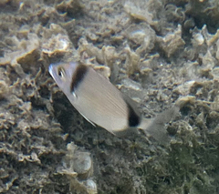 Diplodus vulgaris