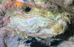 Ostrea edulis