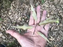 Castanopsis carlesii