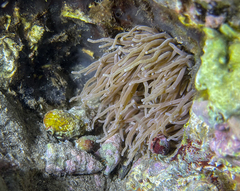 Anemonia viridis