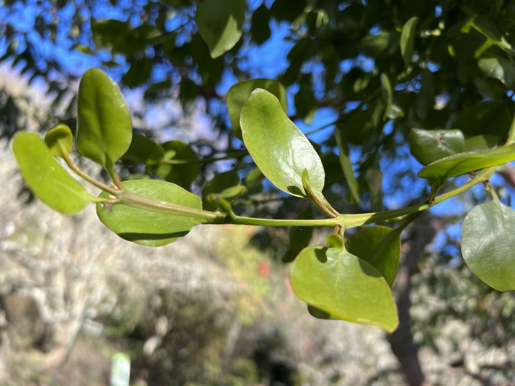 Green mistletoe from Te Waipounamu/South Island, Dunedin, Otago, NZ on ...