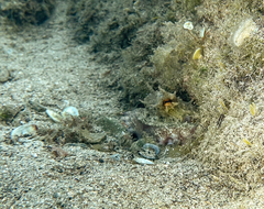 Octopus vulgaris