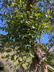 Ileostylus micranthus