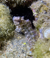 Parablennius gattorugine