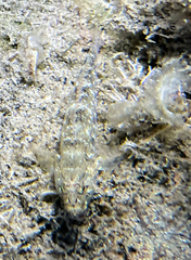 Gobius incognitus