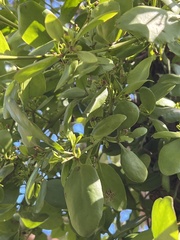 Ileostylus micranthus