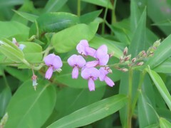 Desmodium incanum
