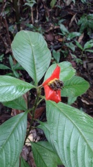 Palicourea tomentosa