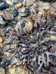 Rhodophyta