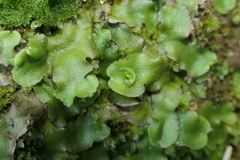 Lunularia cruciata