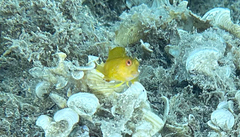 Parablennius pilicornis