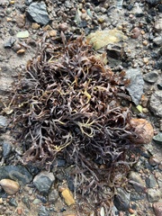 Rhodophyta