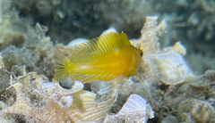 Parablennius pilicornis