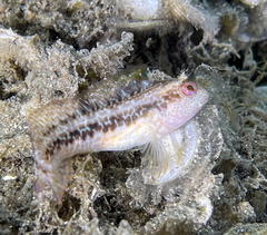 Parablennius pilicornis