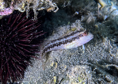 Parablennius pilicornis