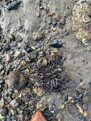 Rhodophyta
