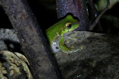 Ranoidea pearsoniana