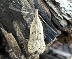 Dichomeris punctipennella