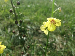 Verbascum blattaria