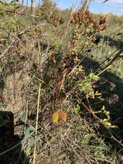 Rosa spinosissima