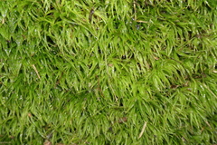 Atrichum undulatum