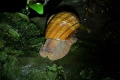 Hedleyella falconeri