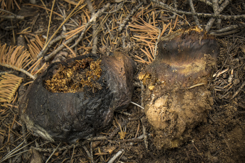 iNaturalist observation photo of Many-rooted Earthball