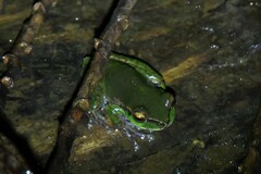 Ranoidea pearsoniana