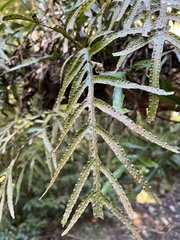 Microsorum pustulatum pustulatum