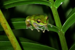 Ranoidea pearsoniana