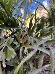 Microsorum pustulatum pustulatum